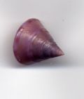 Calliostoma conulus